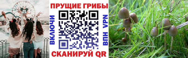 Псилоцибиновые грибы Cubensis  Купить закладки  Анадырь 